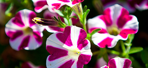 schöne Blume