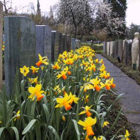 Friedhofsbepflanzungen mit Blumenzwiebeln