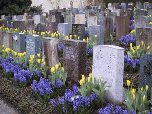 Friedhofsbepflanzungen mit Blumenzwiebeln