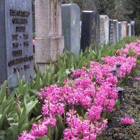 Friedhofsbepflanzungen mit Blumenzwiebeln