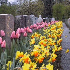 Friedhofsbepflanzungen mit Blumenzwiebeln