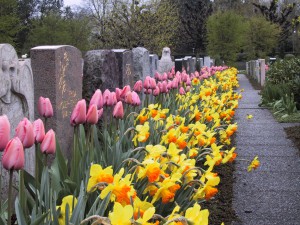 Friedhofsbepflanzungen mit Blumenzwiebeln