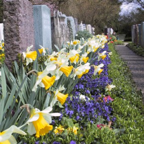 Friedhofsbepflanzungen mit Blumenzwiebeln