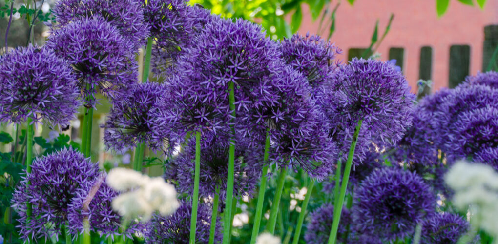 Allium Pinball Wizard & Co