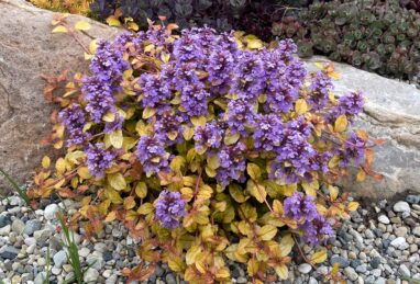 Ajuga Feathered Friends™ Pleasant Pheasant