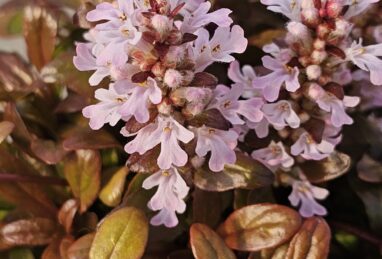 Ajuga Feathered Friends™ Rosy Robin