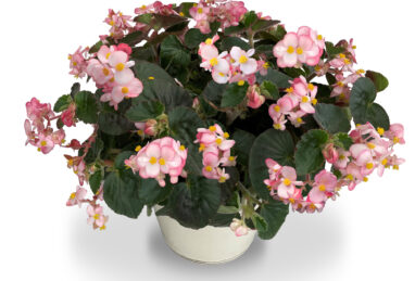 Begonia Wookie F1 Pink Splash