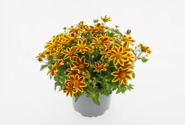 Bidens Taka Tuka M Red Yellow Lace