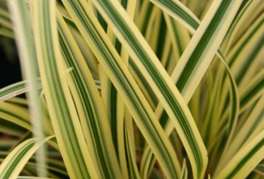 Carex morrowii Golden Ice