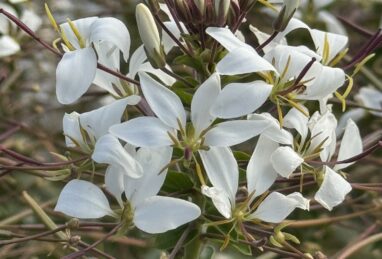 Cleome hassleriana Kelly White