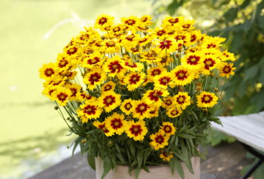 Coreopsis grandiflora Solena Yellow Red
