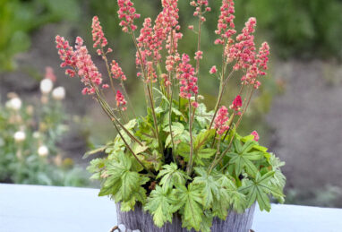 Heuchera x hybrida Pink Stardust