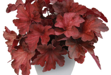 Heuchera x hybrida Testarossa