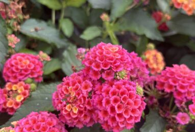 Lantana x hybrida Evita Fruit Punch