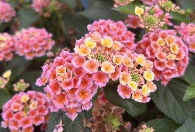 Lantana x hybrida Evita Peach