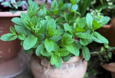 Mentha Kentucky Colonel