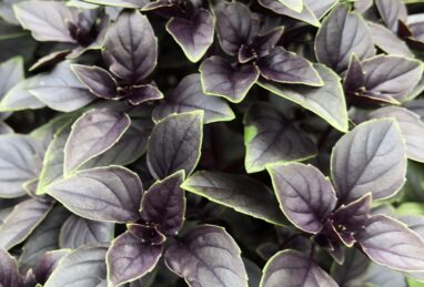 Ocimum basilicum Copa Red