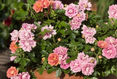 Rosa Amirose