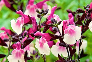 Salvia greggii Melba Magic Raspberry