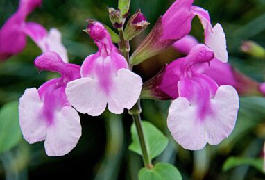 Salvia greggii Melba Magic Strawberry