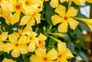Sundaville Gold