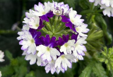 Verbena x peruviana Vectura Deep Blue Wing
