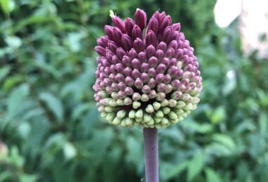 Allium amthystinum Red Mohican