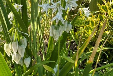 Allium triquetrum