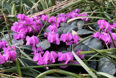 Cyclamen coum