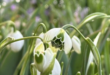 Galanthus nivalis Hippolyta