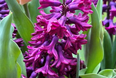 Hyacinthus Woodstock