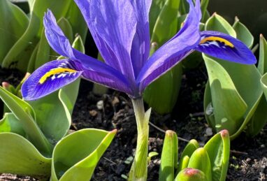 Iris reticulata Harmony