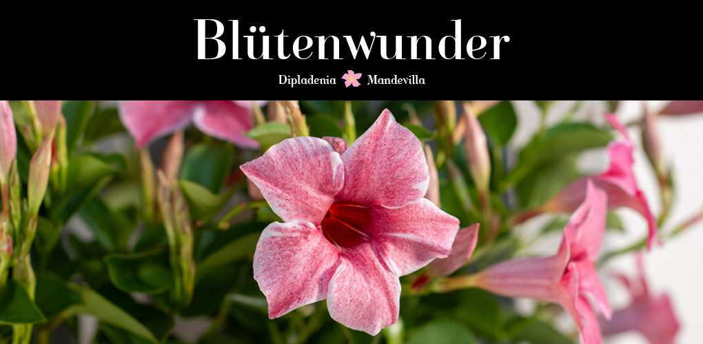 Alles rund um Mandevilla