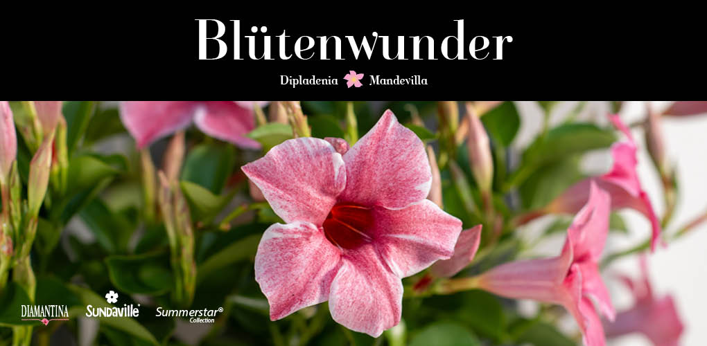 Alles rund um Mandevilla