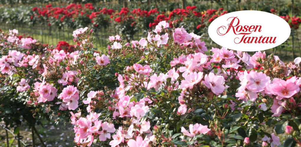 Neu im Sortiment: Rosen Tantau
