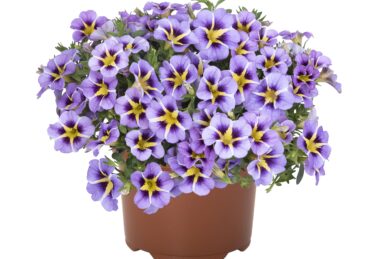 Calibrachoa Tik Tok Sky Blue