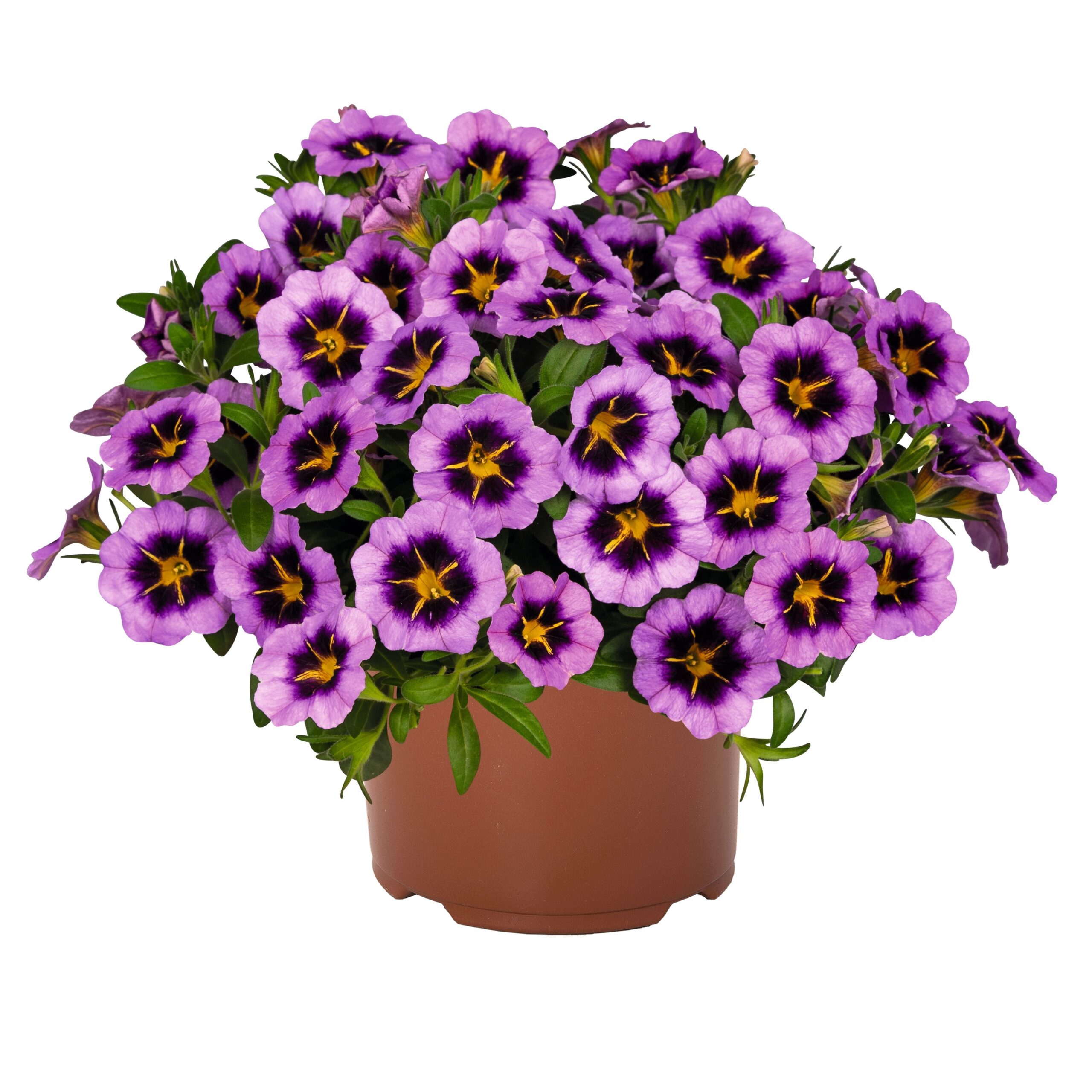 44035_Calibrachoa Tik Tok® Grape GREEN Pflanzenhandel GmbH