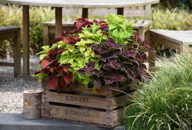 Coleus Down Town Vegas Neon