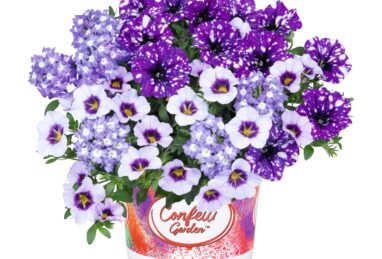 Confetti Garden Sparkle Purple