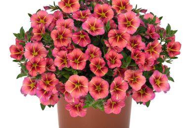 Calibrachoa Tik Tok Orange