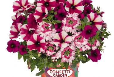 Confetti Garden Shocking Hot Pink