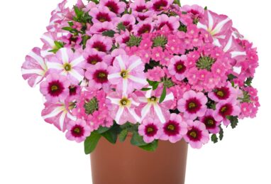 Confetti Garden Soft Pink