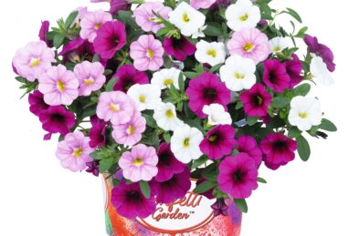 Confetti Garden Hawaiian Pink Fusion 2025