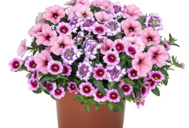 Confetti Garden Shocking Pink Salmon