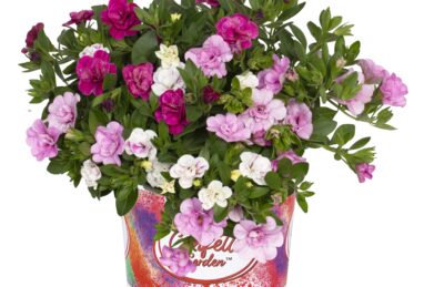 Confetti Garden MyRosie