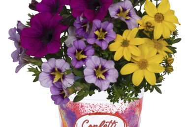 Confetti Garden Starlight