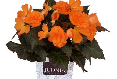 Begonia I’CONIA Portofino Orange