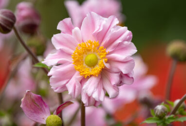 Anemone hybrida Garden Breeze Whirlwind Pink
