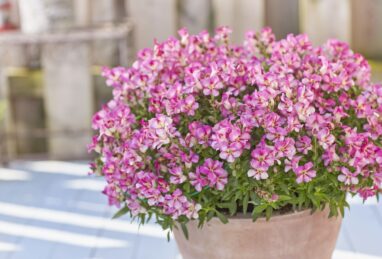 Antirrhinum majus Dazzling Lips Pink