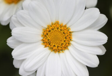 Argyranthemum frutescens Aramis Milk
